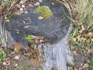 grey rotten oak stump in autumn