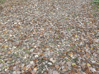 autumn leaves on the ground