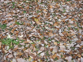 autumn leaves on the ground