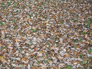 autumn leaves on the ground