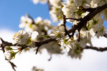 Close up view of blooming plum tree in spring