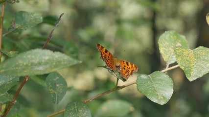 A polygon butterfly defecates while sitting on a tree branch.