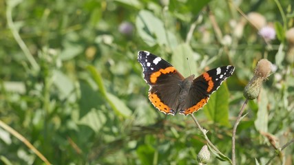 Admiral Butterfly in Sunny Meadow.