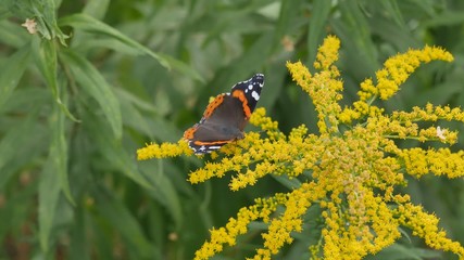 Admiral butterfly on goldenrod flower.