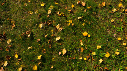 awn with fallen leaves from trees on an autumn day