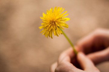 yellow flower in hand