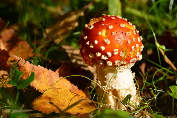 Fly Agaric, U.K. Autumnal fungi can be fatal it not prepared correctly.
