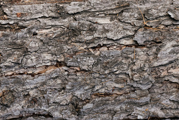 Tree bark texture close up background.