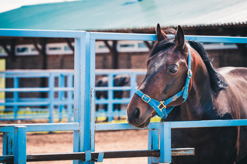 The racehorse awaits the start of the competition at the racetrack.