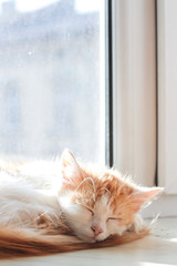 sleeping kitten