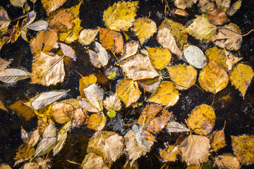 Birch dry birch leaves froze in pond.