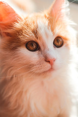 portrait of a kitten
