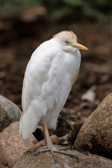 Cattle Egret (Bubulcus ibis) perched looking to the right