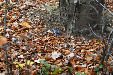 forest birds on a background of autumn foliage
