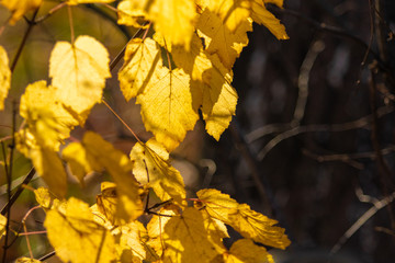 Autumn background, yellow leaves, on a blurred background.
