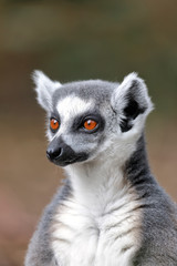Naklejka na ściany i meble Portrait of a ring-tailed lemur (Lemur catta)