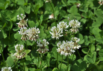 White clover blooms