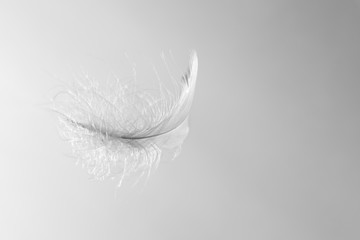 Soft white feather floating in the air