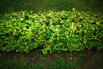 Aligned green bushes garden background