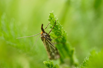 Schmetterlinge Deutschlands - Graszünsler