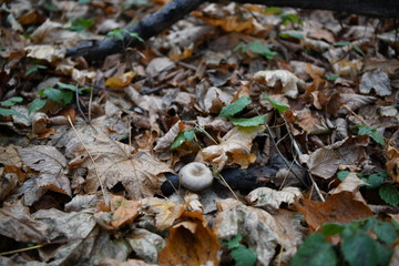gray mushrooms on a stump in the autumn forest