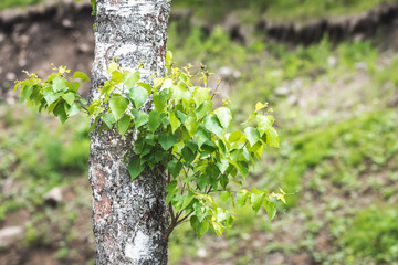 Young branch with green leaves grown on white birch.