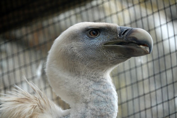 tête d'un Vautour de Ruppell