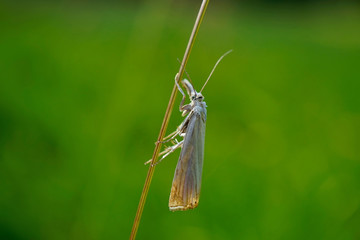 Schmetterlinge Deutschlands - Weißer Graszünsler