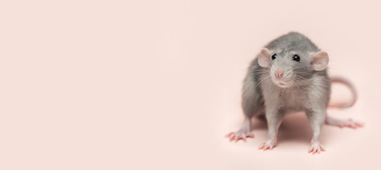 Decorative dumbo rat on a pink background. Charming pet. Banner.