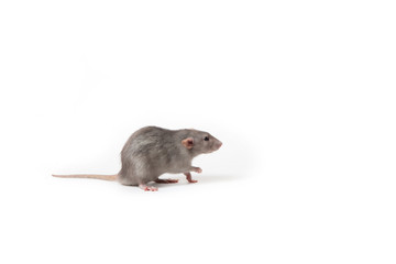 Cute rat dumbo on a white isolated background. Home pet.