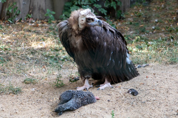 Black Vulture or Cinereous Vulture - Aegypius monachus is feed on a animal.