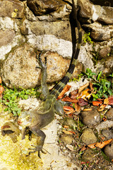 Green Iguana of Guadeloupe. French West Indies.