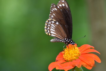 butterfly on flower