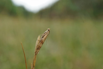 Schmetterlinge Deutschlands - Wanderzünsler