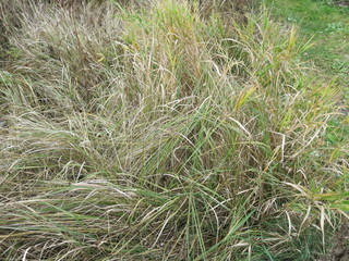 dry autumn grass