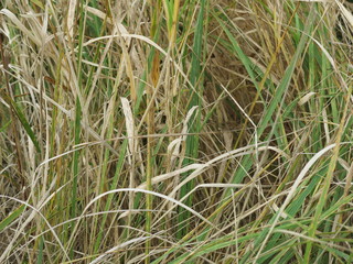dry autumn grass