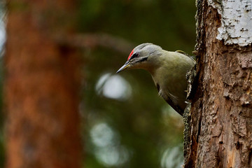 Bird - Grey-faced Woodpecker ( Picus canus ) creeps along the trunk of a birch. Close-up.