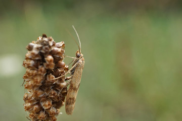 Schmetterlinge Deutschlands - Wanderzünsler