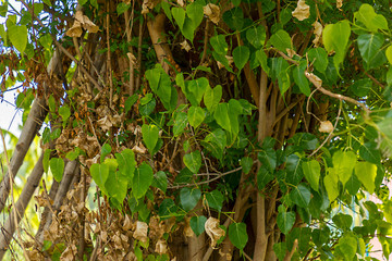 A dried autumn leaf is hanging on a branch. green leaves on the green backgrounds