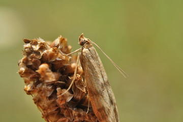 Schmetterlinge Deutschlands - Wanderzünsler