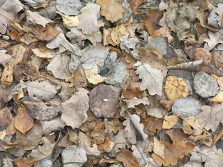 dry autumn leaves on the ground
