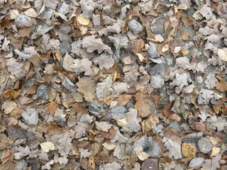 dry autumn leaves on the ground