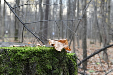 autumn landscape with red leaves