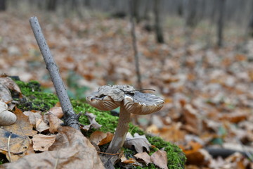 gray mushrooms on a stump in the autumn forest