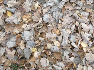 dry autumn leaves on the ground