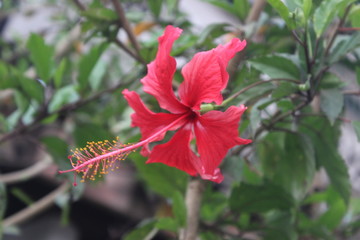 Close up macro of red Hibiscus flower on tree [2148]