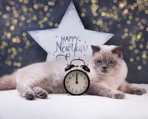 Cat. Christmas party, winter holidays cat with new year symbols. New year cat.