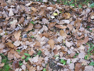 dry autumn leaves on the ground