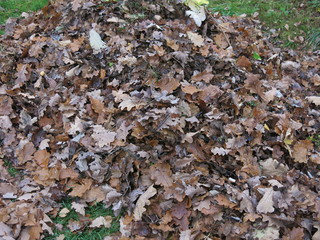 dry autumn leaves on the ground