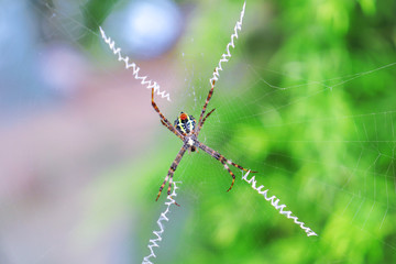 A natural spider on his web